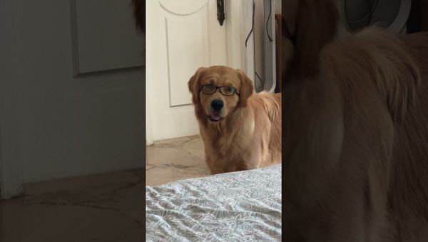 Pup Sports the Spectacles || ViralHog - Sputnik International
