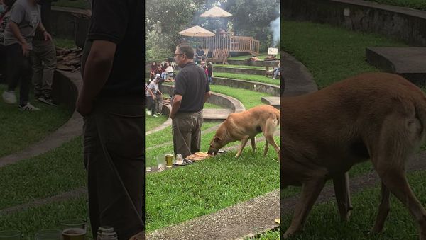 Sneaky Pup Snags Pizza || ViralHog - Sputnik International