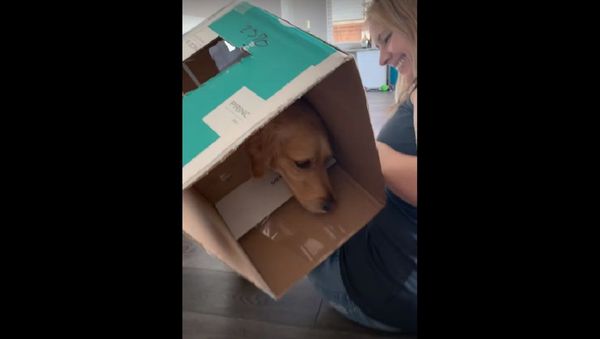 Clever Dog Wins the Hotdog Game at a Cost || ViralHog - Sputnik International