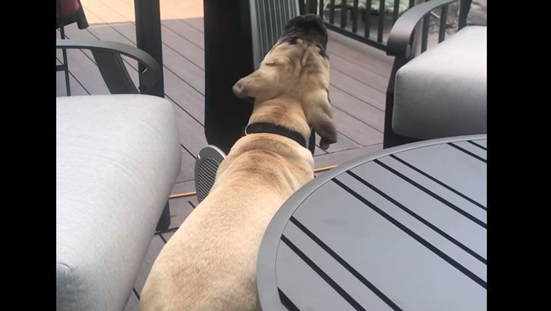 Dog vs Fan Dog vs Fan - Sputnik International, 1920, 24.06.2021