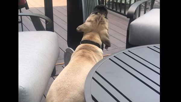 Dog vs Fan - Sputnik International