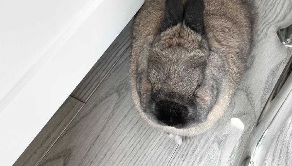 Bunny - Sputnik International