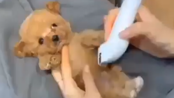 Teddy bear? - Sputnik International