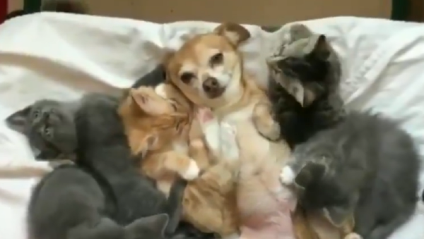 Dog and kittens - Sputnik International