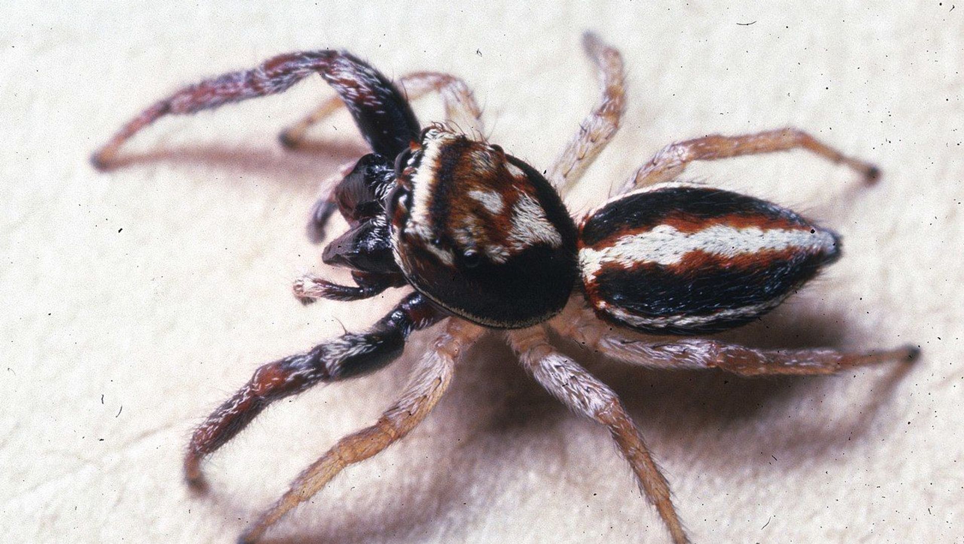 Icius subinermis male Icius subinermis male - Sputnik International, 1920, 28.06.2021