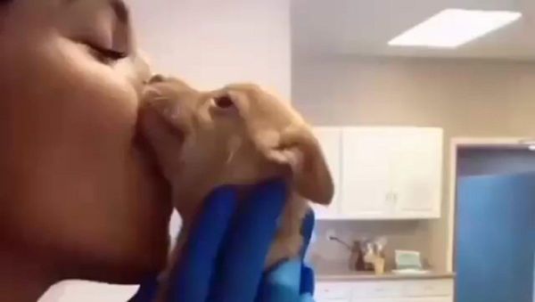 Puppies Castle  - Sputnik International