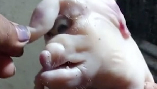 Mutated Piglet from the Philippines - Sputnik International