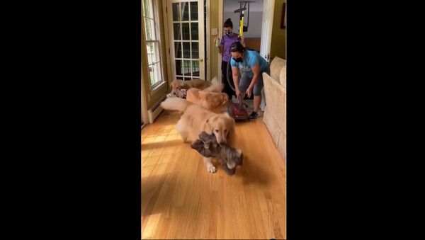 Golden Retrievers - Sputnik International