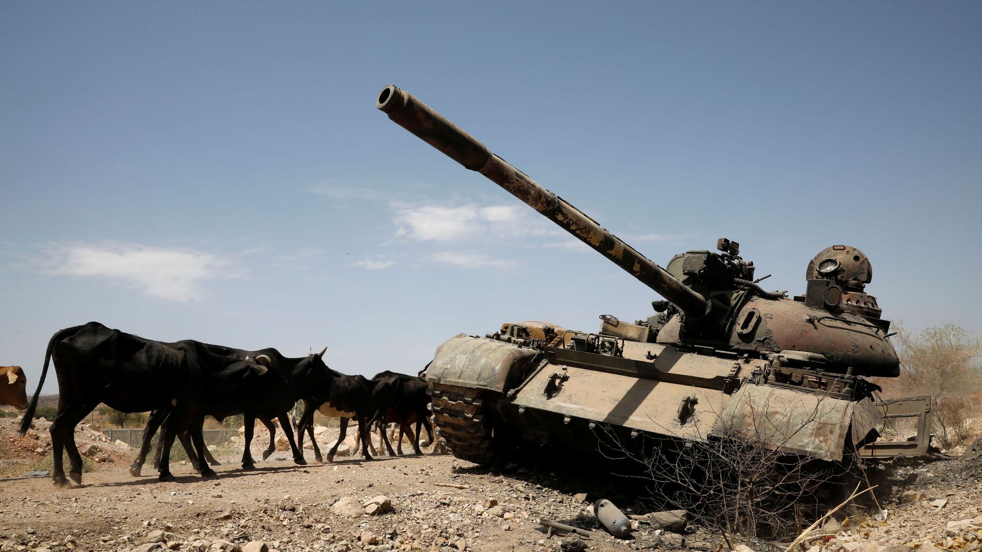 Cows walk past a tank damaged in fighting between Ethiopian government and Tigray forces. Cows walk past a tank damaged in fighting between Ethiopian government and Tigray forces. - Sputnik International, 1920, 30.06.2021