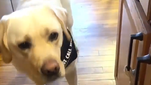 Labrador - Sputnik International