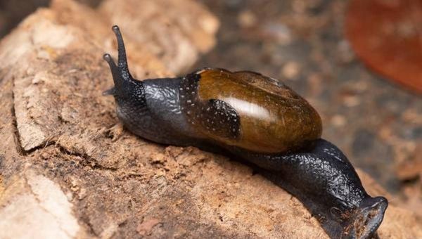 Varadia snail - Sputnik International
