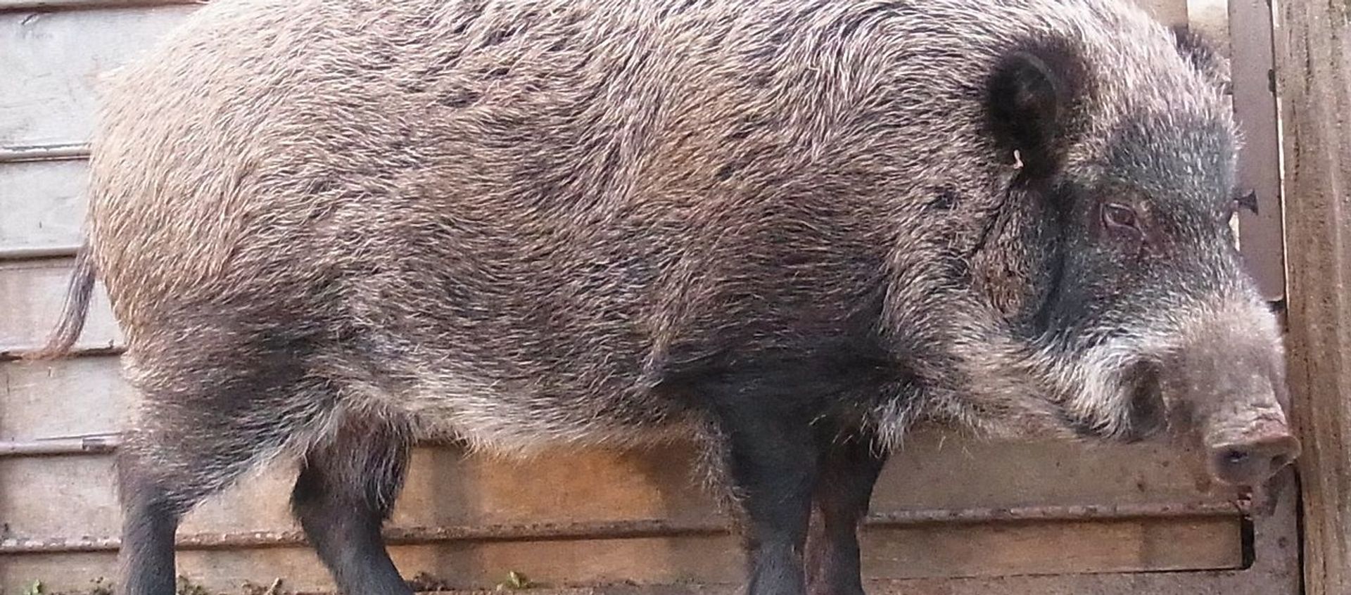 Japanese wild boar - Sputnik International, 1920, 02.07.2021