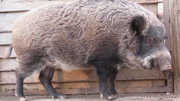 Japanese wild boar - Sputnik International