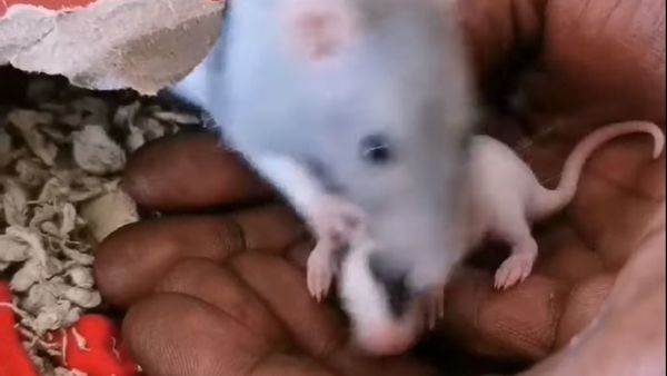 Rat - Sputnik International