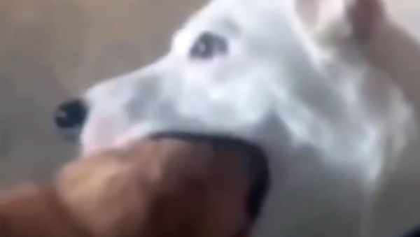 Doggo consumes cat - Sputnik International
