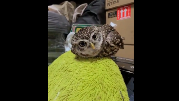 Tiny Owl - Sputnik International