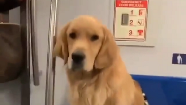 Golden Retriever on a Train - Sputnik International