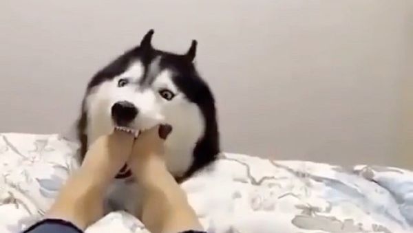 Husky - Sputnik International