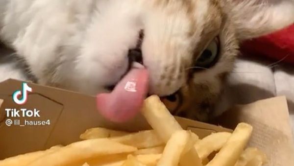 Cat Lovers - Sputnik International