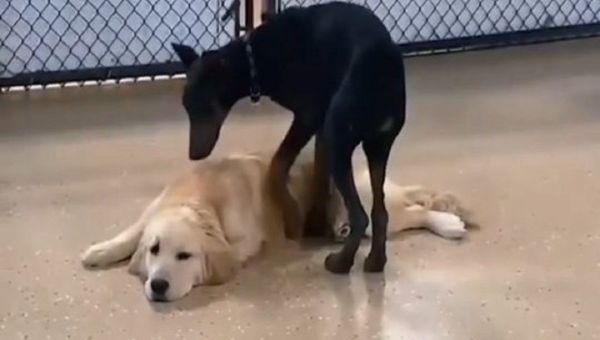 Dog Pictures - Sputnik International