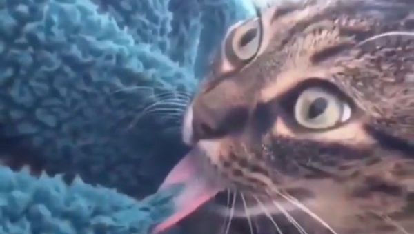 Cat - Sputnik International