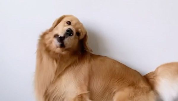 Golden Retriever - Sputnik International