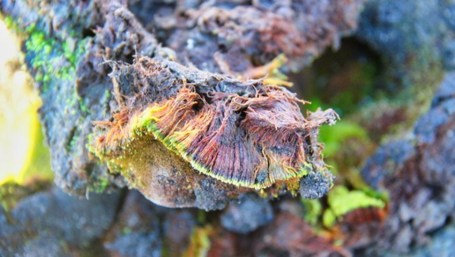 The dark-green and unbranched moss Bryum bharatiensis has been named after India - Sputnik International, 1920, 07.07.2021