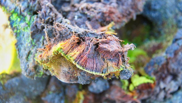 The dark-green and unbranched moss Bryum bharatiensis has been named after India - Sputnik International