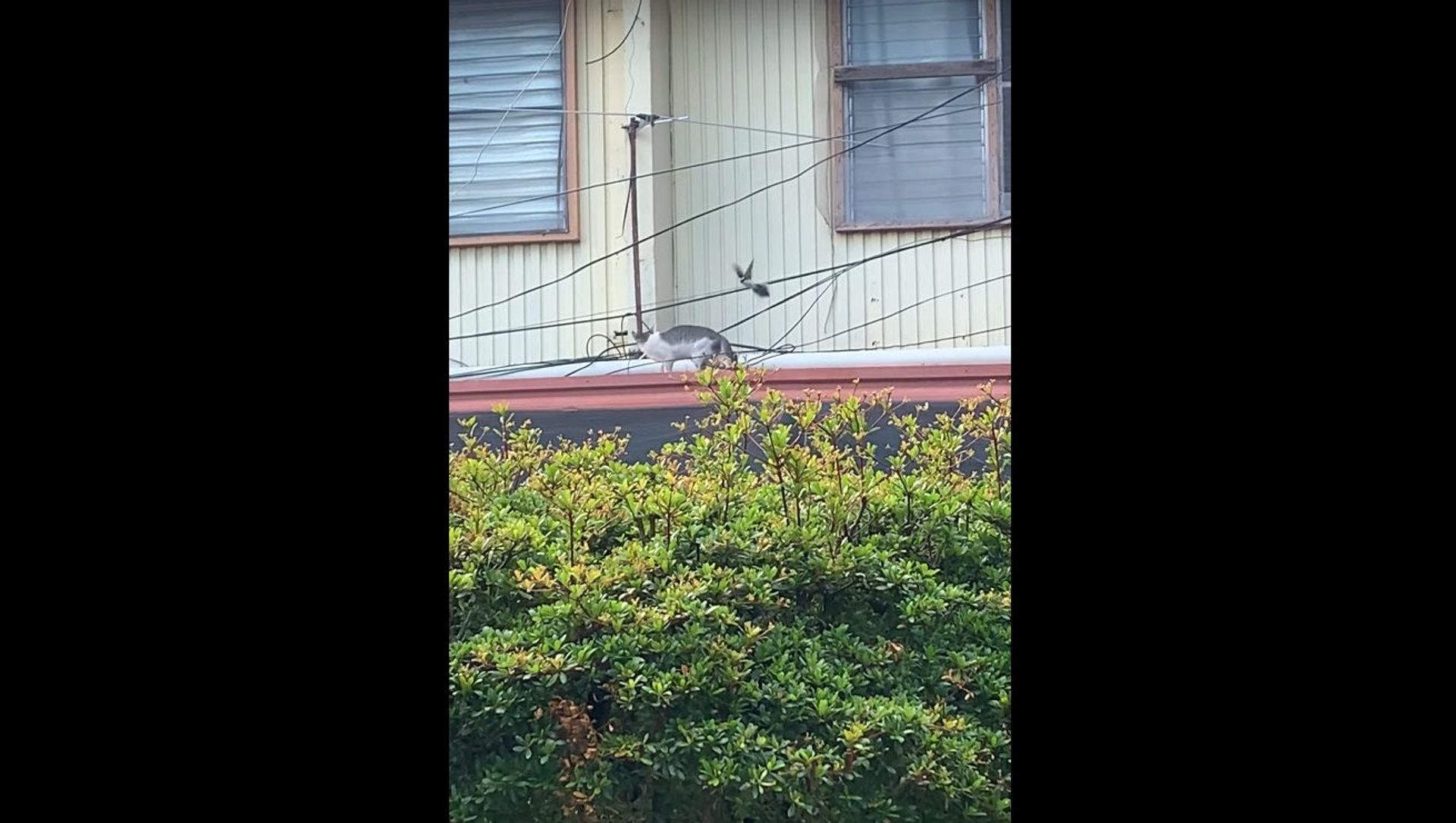 Bird Pecks at Cat's Back || ViralHog - Sputnik International, 1920, 07.07.2021