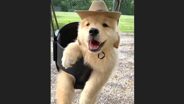 Golden retriever - Sputnik International