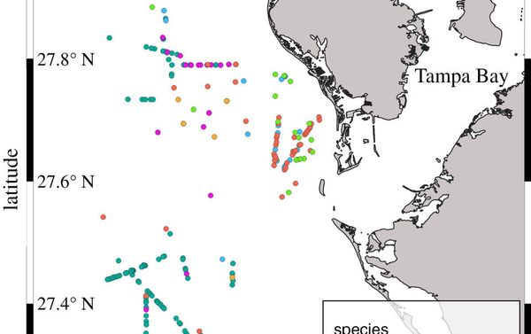 Figure 1. Study site and capture locations. Map of capture locations of large coastal sharks caught during winter months (November–April; water temperature approx. 16–26°C) in the current study. Capture locations for all individuals caught (tagged and untagged) are shown as an indication of their spatial distribution within the study area. Figure 1. Study site and capture locations. Map of capture locations of large coastal sharks caught during winter months (November–April; water temperature approx. 16–26°C) in the current study. Capture locations for all individuals caught (tagged and untagged) are shown as an indication of their spatial distribution within the study area. - Sputnik International