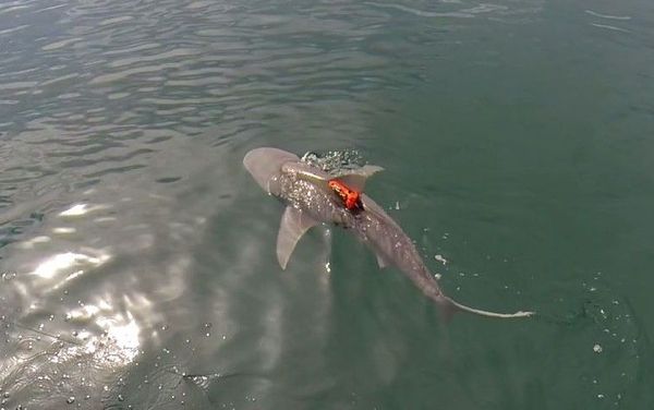 A bull shark equipped with an acceleration data-logger swimming after release Image credit: Nick Whitney.
A bull shark equipped with an acceleration data-logger swimming after release Image credit: Nick Whitney.
- Sputnik International