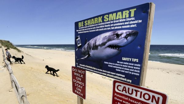 In this May, 22, 2019, file photo, a woman walks with her dogs at Newcomb Hollow Beach in Wellfleet, Mass., where a boogie boarder was bitten by a shark in 2018 and later died of his injuries. - Sputnik International