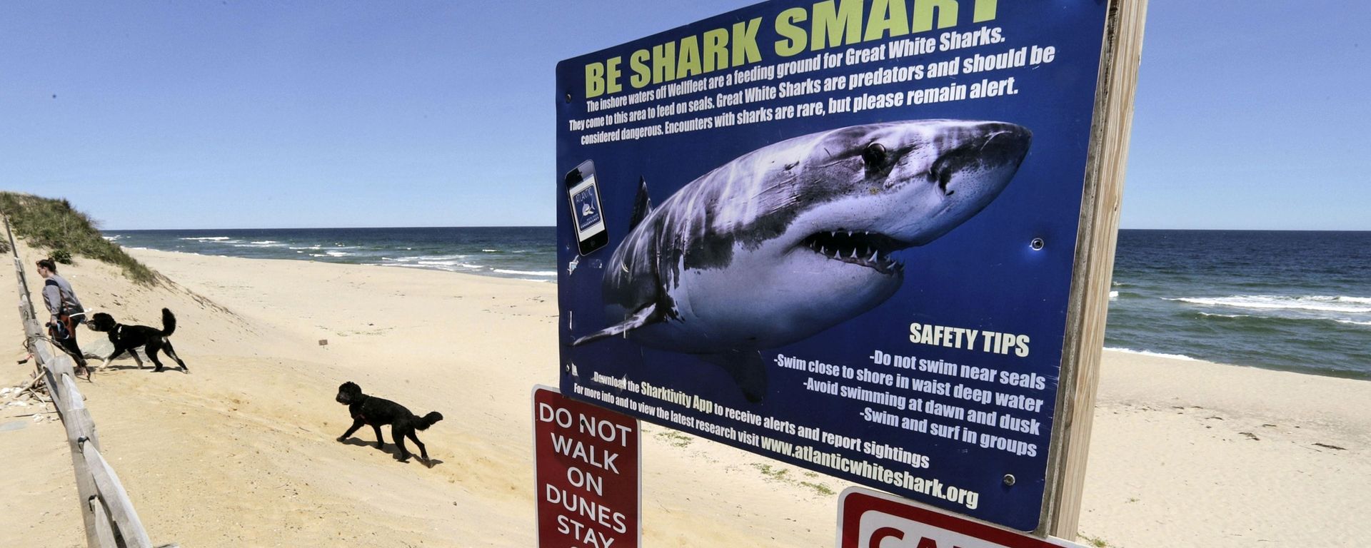 In this May, 22, 2019, file photo, a woman walks with her dogs at Newcomb Hollow Beach in Wellfleet, Mass., where a boogie boarder was bitten by a shark in 2018 and later died of his injuries. In this May, 22, 2019, file photo, a woman walks with her dogs at Newcomb Hollow Beach in Wellfleet, Mass., where a boogie boarder was bitten by a shark in 2018 and later died of his injuries. - Sputnik International, 1920, 25.01.2022