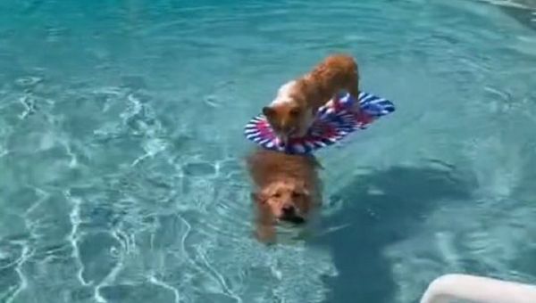Golden retriever - Sputnik International