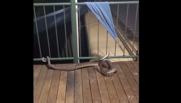 Snakes - Sputnik International
