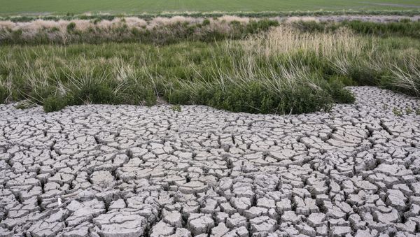 The dried, cracked earth of a former wetland that was drained in an effort to prevent an outbreak of avian botulism which occurs when water levels become too low on Wednesday, June 9, 2021 in Tulelake, Calif. Two national wildlife refuges that are a linchpin for migratory birds on the Pacific Flyway are drying out. Environmentalist and farms are using pumps to combine water from two stagnant wetlands into one deeper to prevent another outbreak of avian botulism lake he one that killed 50,000 ducks last year. - Sputnik International