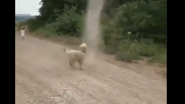 Dog chases dust devil - Sputnik International
