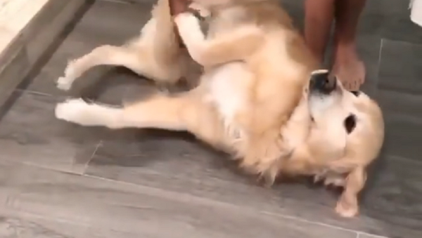 When Golden Retriever Really Does Not Want to Shower - Sputnik International