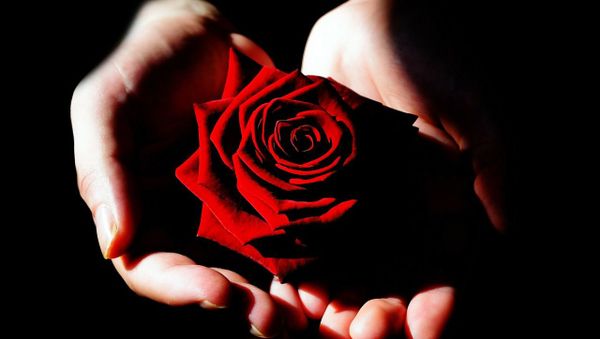 Rose - Sputnik International
