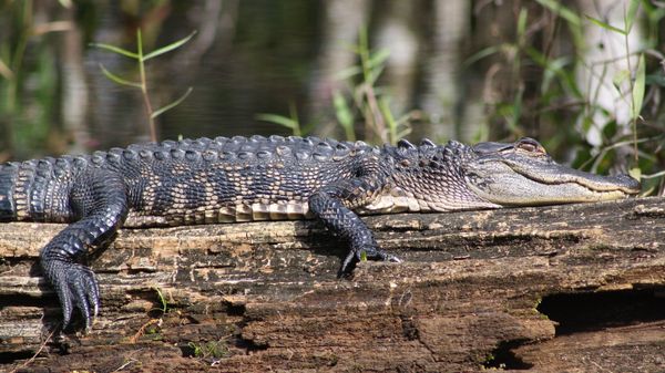 Alligator - Sputnik International