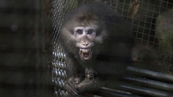 A monkey bares its teeth at visitors in an animal shelter that is part of tourist site in Wuyishan in eastern China's Fujian province on Friday, Aug. 16, 2019 - Sputnik International