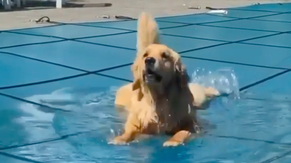 retriever - Sputnik International