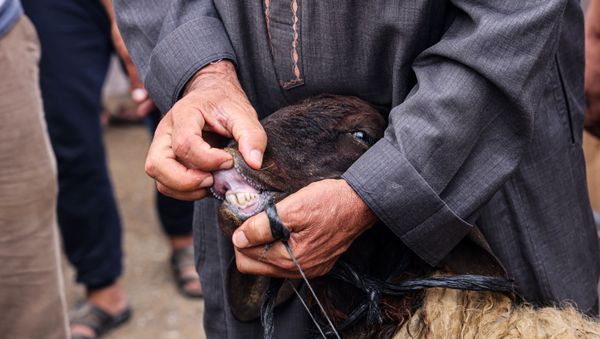 A Palestinian man checks the teeth of a sheep befrore buying it at a livestock market, ahead of Eid al-Adha, in Rafah in the southern Gaza Strip, on July 17, 2021.  - Sputnik International