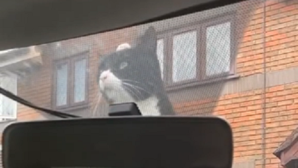 Cat Does Not Give Up - Sputnik International