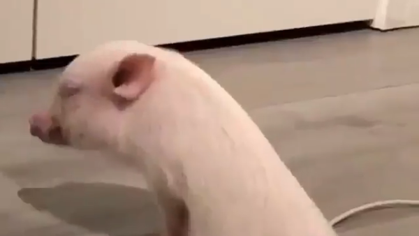 Pig 'Dance' - Sputnik International