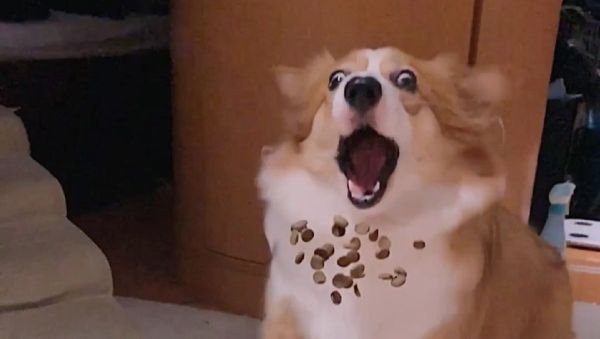 Corgi gets a treat - Sputnik International