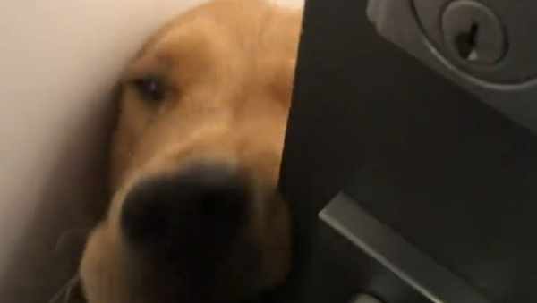 Golden Retriever Greets Owner - Sputnik International