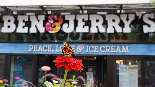 A Monarch butterfly lands on a flower outside the Ben & Jerry's Ice Cream shop, Tuesday, July 20, 2021, in Burlington, Vt. - Sputnik International