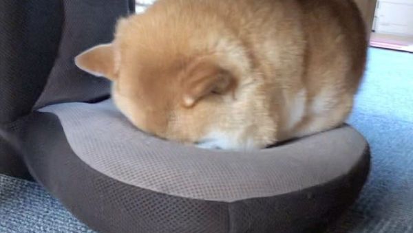 Sleepy Shiba Inu - Sputnik International